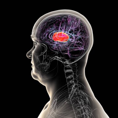 İnsan beyninin içindeki iç kapsül (kırmızı), 3 boyutlu illüstrasyon. Bu beyaz madde yapısı motor ve duyusal sinyal iletimi için çok önemli, lezyonlar felce ya da duyusal kayıplara neden olabilir..