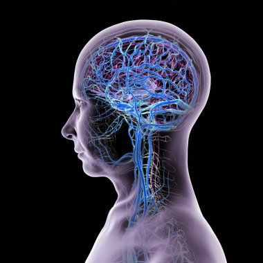 İnsan beyninin damarları, 3 boyutlu çizimler..