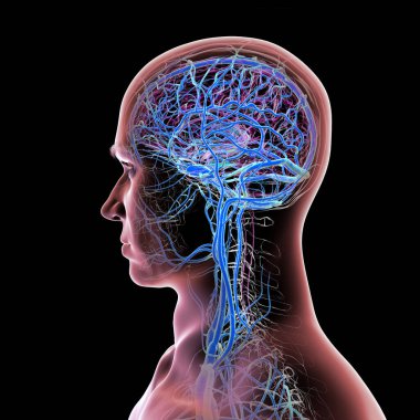 İnsan beyninin damarları, 3 boyutlu çizimler..