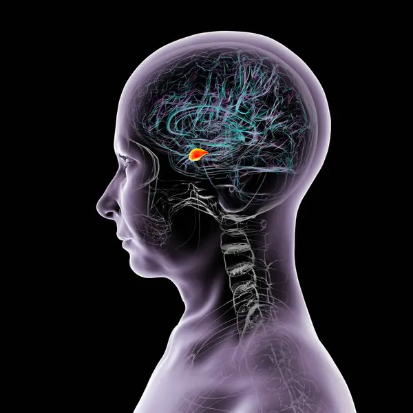 Altı çizili amigdalası olan insan beyni, 3 boyutlu illüstrasyon. Amigdala duygu işleme, korku tepkisi ve hafıza oluşumundan sorumludur.,