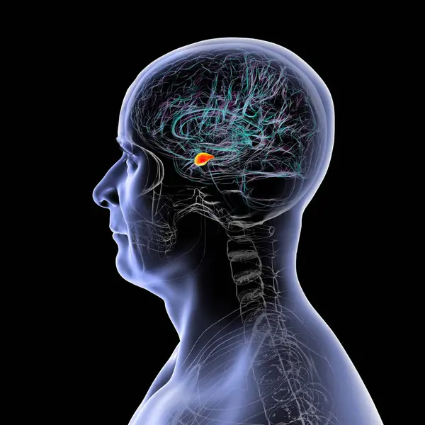 Altı çizili amigdalası olan insan beyni, 3 boyutlu illüstrasyon. Amigdala duygu işleme, korku tepkisi ve hafıza oluşumundan sorumludur.,