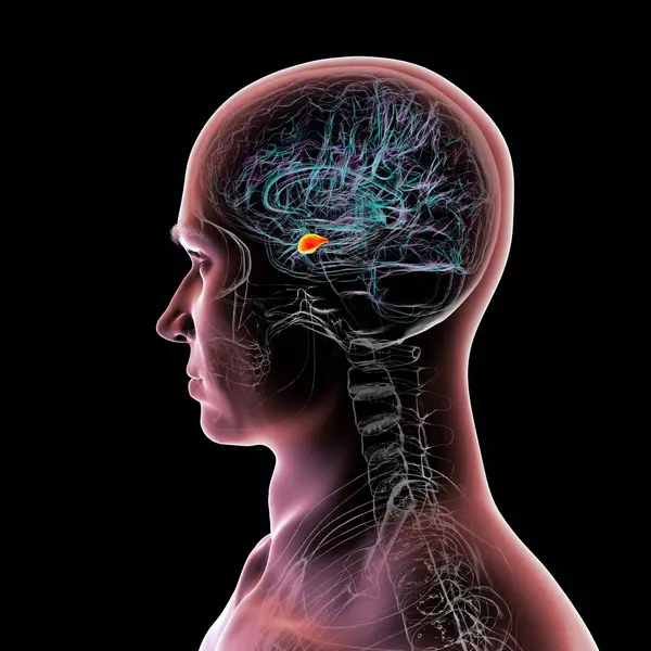 Altı çizili amigdalası olan insan beyni, 3 boyutlu illüstrasyon. Amigdala duygu işleme, korku tepkisi ve hafıza oluşumundan sorumludur.,