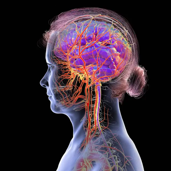 İnsan beynindeki atardamar kan akışı, yan görüş, üç boyutlu illüstrasyon.