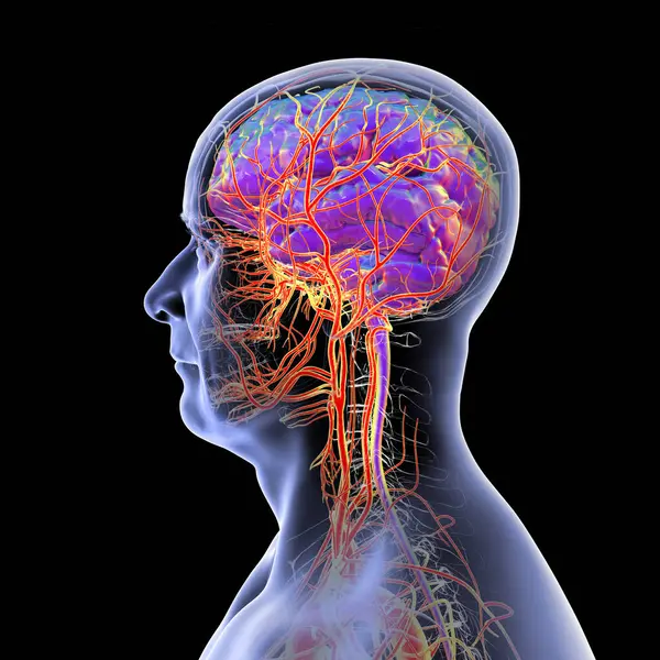 İnsan beynindeki atardamar kan akışı, yan görüş, üç boyutlu illüstrasyon.