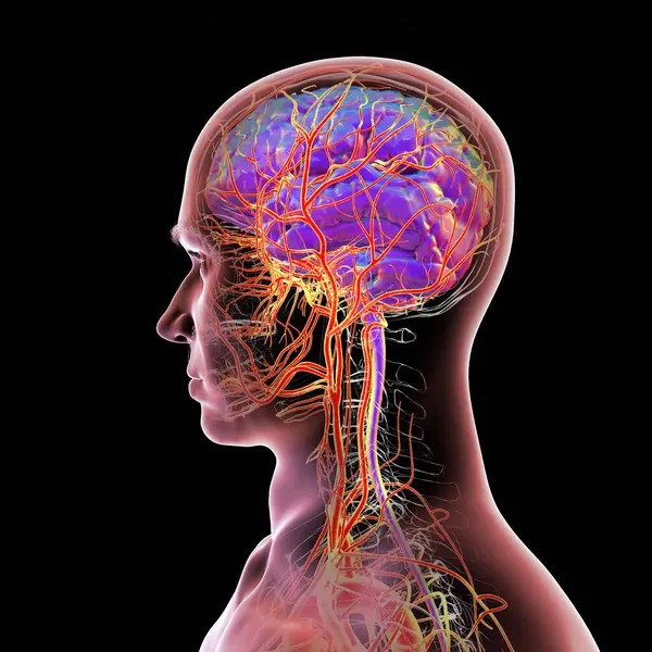 İnsan beynindeki atardamar kan akışı, yan görüş, üç boyutlu illüstrasyon.