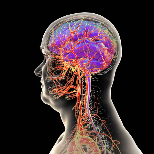 İnsan beynindeki atardamar kan akışı, yan görüş, üç boyutlu illüstrasyon.