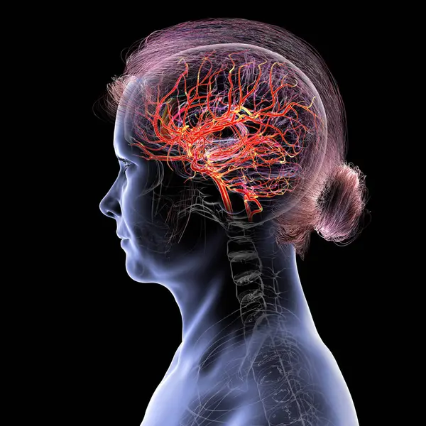 İnsan beynindeki atardamar kan akışı, yan görüş, üç boyutlu illüstrasyon.