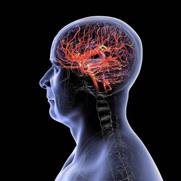 İnsan beynindeki atardamar kan akışı, yan görüş, üç boyutlu illüstrasyon.