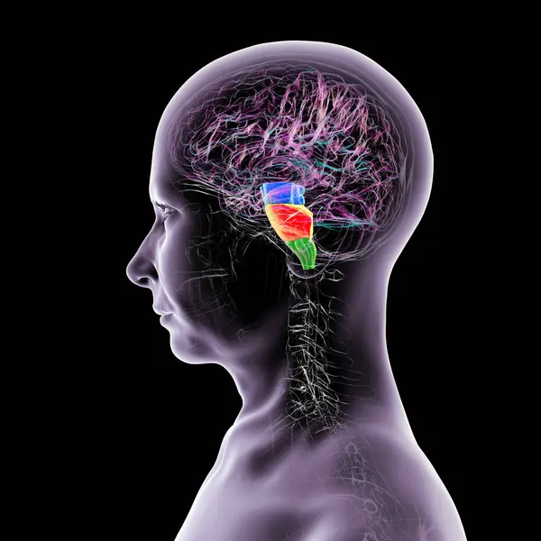 Beyin sapı insan beyninde vurgulandı: mavi ortadaki beyin, turuncu pons, ve yeşil ile medulla oblongata, üç boyutlu illüstrasyon.