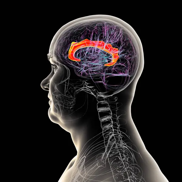 Singulat kıvrımını vurgulayan insan beyni, çeşitli hastalıklarda duygu işleme, karar verme ve bilişsel kontrol için gereklidir, 3D illüstrasyon.