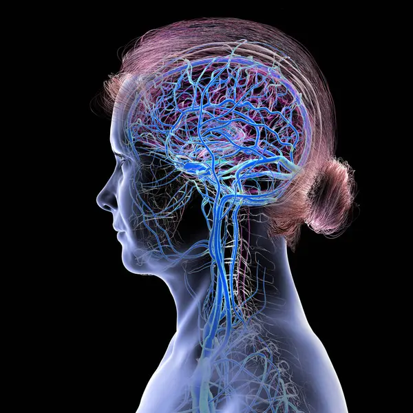 İnsan beyninin damarları, 3 boyutlu çizimler..