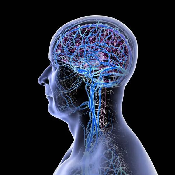 İnsan beyninin damarları, 3 boyutlu çizimler..