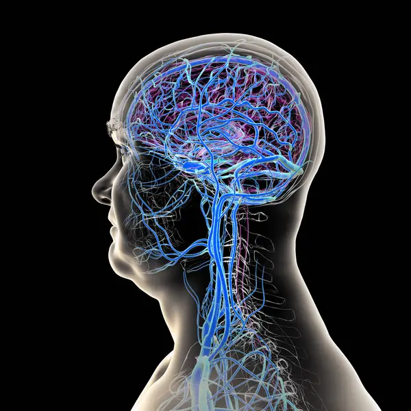 İnsan beyninin damarları, 3 boyutlu çizimler..