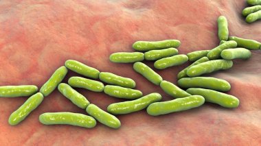 Bifidobakteriler, 3 boyutlu illüstrasyon. Gram-pozitif anaerobik bakteriler mide sağlığı için önemlidir, genellikle probiyotik olarak kullanılır ve gastrointestinal bozuklukların önlenmesindeki rolleri için çalışılmıştır..
