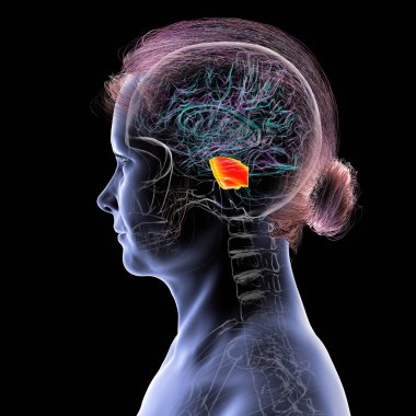 Turuncuyla işaretlenmiş ponları olan insan beyni, beyin bölgeleri arasındaki nefes, uyku ve iletişimi düzenlemekten sorumludur, 3 boyutlu illüstrasyon.