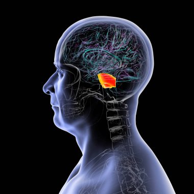 Turuncuyla işaretlenmiş ponları olan insan beyni, beyin bölgeleri arasındaki nefes, uyku ve iletişimi düzenlemekten sorumludur, 3 boyutlu illüstrasyon.