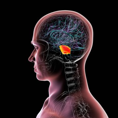 Turuncuyla işaretlenmiş ponları olan insan beyni, beyin bölgeleri arasındaki nefes, uyku ve iletişimi düzenlemekten sorumludur, 3 boyutlu illüstrasyon.