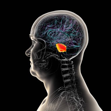 Turuncuyla işaretlenmiş ponları olan insan beyni, beyin bölgeleri arasındaki nefes, uyku ve iletişimi düzenlemekten sorumludur, 3 boyutlu illüstrasyon.