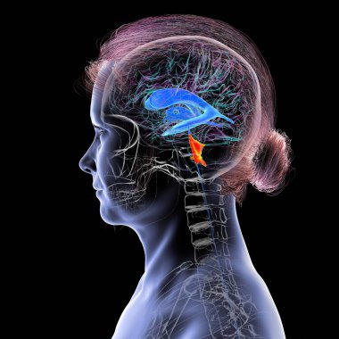 İnsan beyninin dördüncü karıncığı, beyin sapı ile beyincik arasındaki boşluğu vurgulayan üç boyutlu çizim, serebrospinal sıvı dolaşımına bağlı ventriküler sistemin bir parçası..