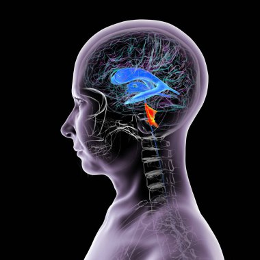 İnsan beyninin dördüncü karıncığı, beyin sapı ile beyincik arasındaki boşluğu vurgulayan üç boyutlu çizim, serebrospinal sıvı dolaşımına bağlı ventriküler sistemin bir parçası..