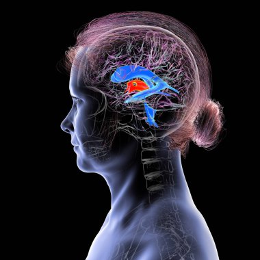 İnsan beyninde vurgulanan üçüncü beyin ventrikülü (kırmızı) ve ventriküler sistem (mavi), 3 boyutlu illüstrasyon.