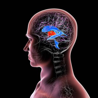 İnsan beyninde vurgulanan üçüncü beyin ventrikülü (kırmızı) ve ventriküler sistem (mavi), 3 boyutlu illüstrasyon.