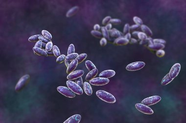 Christensenella hongkongensis bakterisi, 3 boyutlu illüstrasyon. Nadir görülen Gram-pozitif bir coccobacillus yüksek ölüm oranlı kan dolaşımı enfeksiyonlarına bağlı. Eskiden Katabakter hongkongensis olarak bilinirdi..