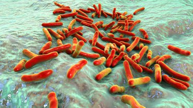 N. tiangongensis ve N. circulans dahil olmak üzere Niallia bakterisinin 3 boyutlu çizimi, uzay araştırmalarında (N. tiangongensis) önemli spor oluşturan türler ve sepsis (N. circulans) ile ilişkilidir.).