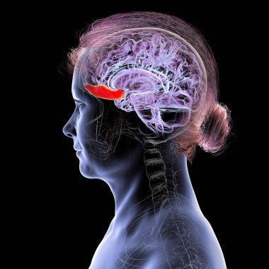 Sagittal bölümde insan beyninin girus rektusu, 3 boyutlu illüstrasyon. Bu orta frontal lob yapısı kavrayış, duygu ve koklamaya bağlıdır..