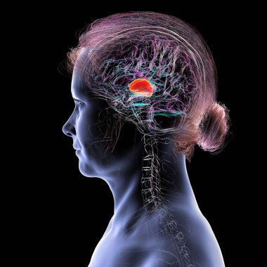 İnsan beyninin talamusu, üç boyutlu çizimler duyusal ve motor sinyalleri serebral kortekse ileten derin gri madde yapılarını gösteriyor..