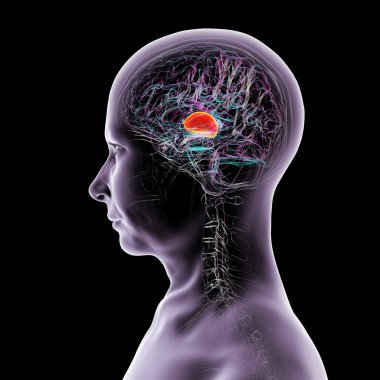 İnsan beyninin talamusu, üç boyutlu çizimler duyusal ve motor sinyalleri serebral kortekse ileten derin gri madde yapılarını gösteriyor..