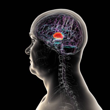 İnsan beyninin talamusu, üç boyutlu çizimler duyusal ve motor sinyalleri serebral kortekse ileten derin gri madde yapılarını gösteriyor..