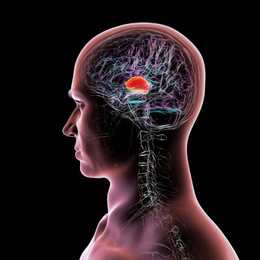 İnsan beyninin talamusu, üç boyutlu çizimler duyusal ve motor sinyalleri serebral kortekse ileten derin gri madde yapılarını gösteriyor..