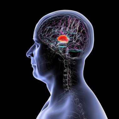 İnsan beyninin talamusu, üç boyutlu çizimler duyusal ve motor sinyalleri serebral kortekse ileten derin gri madde yapılarını gösteriyor..