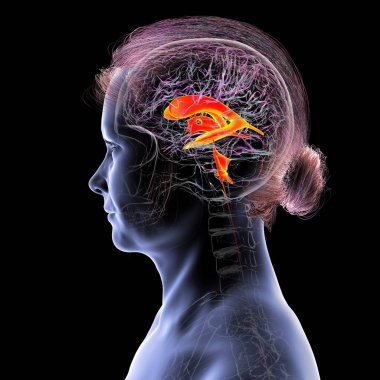 Beynin ventriküler sistemi, 3 boyutlu illüstrasyon. Karıncıklar beyindeki boşluklardır ve serebrospinal sıvıyla doludur (CSF).