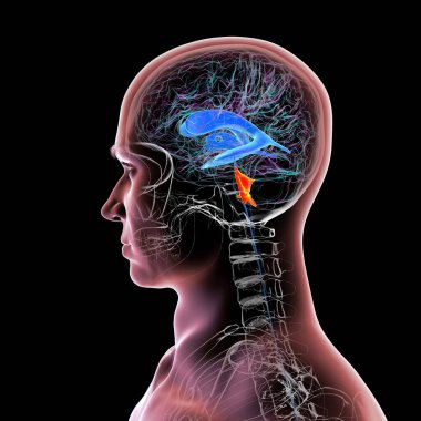 İnsan beyninin dördüncü karıncığı, beyin sapı ile beyincik arasındaki boşluğu vurgulayan üç boyutlu çizim, serebrospinal sıvı dolaşımına bağlı ventriküler sistemin bir parçası..