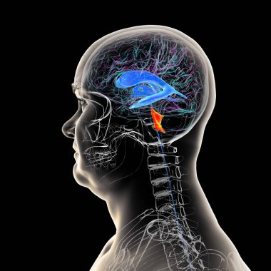 İnsan beyninin dördüncü karıncığı, beyin sapı ile beyincik arasındaki boşluğu vurgulayan üç boyutlu çizim, serebrospinal sıvı dolaşımına bağlı ventriküler sistemin bir parçası..