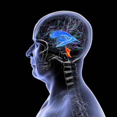 İnsan beyninin dördüncü karıncığı, beyin sapı ile beyincik arasındaki boşluğu vurgulayan üç boyutlu çizim, serebrospinal sıvı dolaşımına bağlı ventriküler sistemin bir parçası..