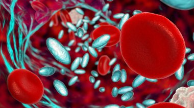 Christensenella hongkongensis bakterisi kan akışında, 3 boyutlu illüstrasyon. Yüksek ölüm oranlı kan dolaşımı enfeksiyonlarına bağlı Gram pozitif bir coccobacillus. Eskiden Katabakter hongkongensis olarak bilinirdi..