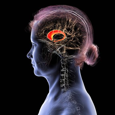 Altı çizili karnabahta çekirdekli insan beyni, 3 boyutlu çizim. Hareket kontrolü, öğrenme, hafıza ve ödülle ilgili davranışlarla ilgili derin bir gri madde yapısı.