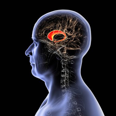 Altı çizili karnabahta çekirdekli insan beyni, 3 boyutlu çizim. Hareket kontrolü, öğrenme, hafıza ve ödülle ilgili davranışlarla ilgili derin bir gri madde yapısı.