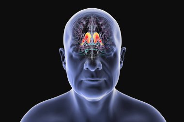 Altı çizili karnabahta çekirdekli insan beyni, 3 boyutlu çizim. Hareket kontrolü, öğrenme, hafıza ve ödülle ilgili davranışlarla ilgili derin bir gri madde yapısı. Ön görünüm.