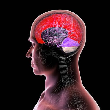 Vurgulanmış falx serebri ve tentoryum serebelli ile insan beyni, beyin yarıkürelerini ve beyinciği yapısal destek ve koruma için ayıran büyük dural kıvrımlar, 3 boyutlu illüstrasyon.