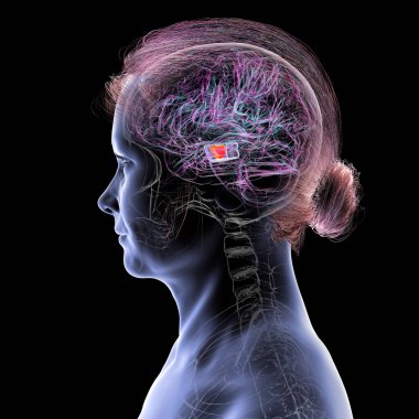 İnsan beyni, orta beyinde önemli bir zenci altını çizmiş, hareket düzenlemesinde kilit bir yapı ve Parkinson hastalığından etkilenmiş, 3 boyutlu illüstrasyon.