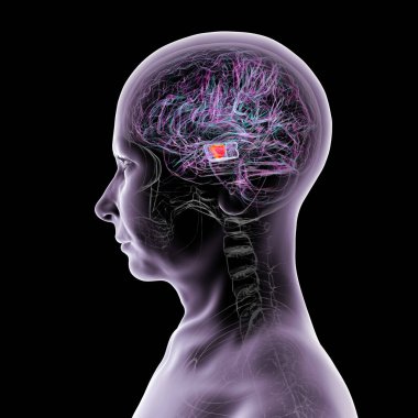 İnsan beyni, orta beyinde önemli bir zenci altını çizmiş, hareket düzenlemesinde kilit bir yapı ve Parkinson hastalığından etkilenmiş, 3 boyutlu illüstrasyon.