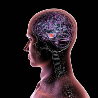 İnsan beyni, orta beyinde önemli bir zenci altını çizmiş, hareket düzenlemesinde kilit bir yapı ve Parkinson hastalığından etkilenmiş, 3 boyutlu illüstrasyon.