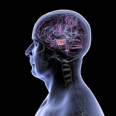 İnsan beyni, orta beyinde önemli bir zenci altını çizmiş, hareket düzenlemesinde kilit bir yapı ve Parkinson hastalığından etkilenmiş, 3 boyutlu illüstrasyon.