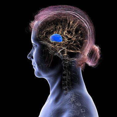 Vurgulanmış putamen (mavi) ile insan beyni, motor kontrol ve öğrenme ile ilgili temel bazal gangliyon yapısı, 3 boyutlu illüstrasyon.