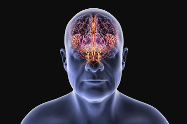 İnsan beynindeki atardamar kan akışı, 3 boyutlu illüstrasyon..