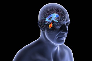 İnsan beyninin dördüncü karıncığı, beyin sapı ile beyincik arasındaki boşluğu vurgulayan üç boyutlu çizim, serebrospinal sıvı dolaşımına bağlı ventriküler sistemin bir parçası..